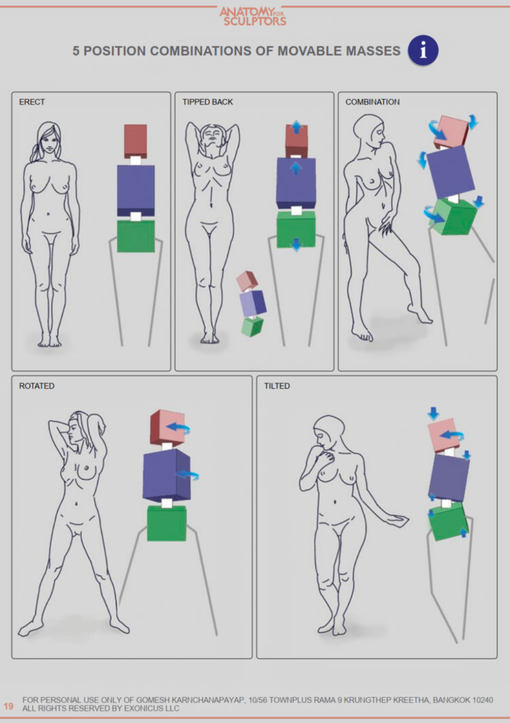 Anatomy for Sculptors