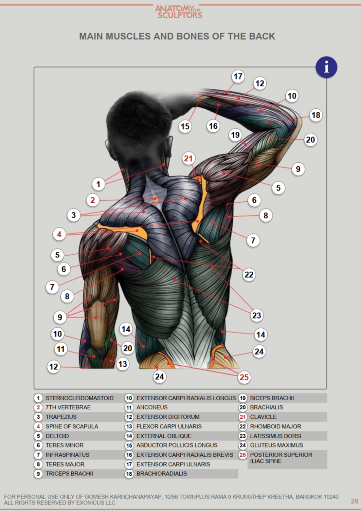 Anatomy for Sculptors