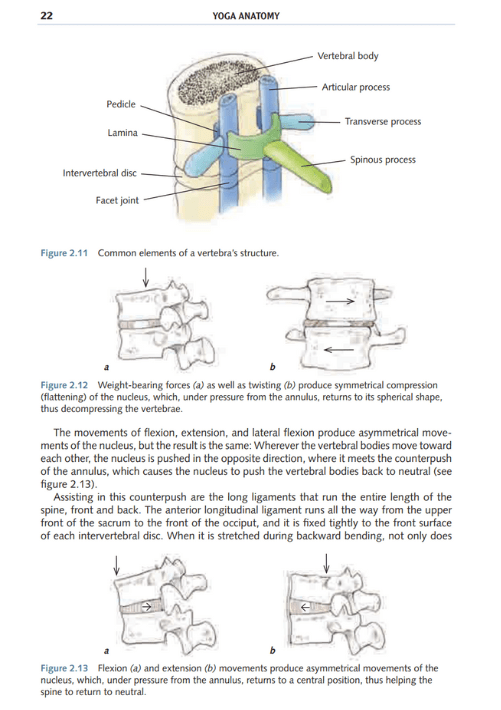 Yoga Anatomy