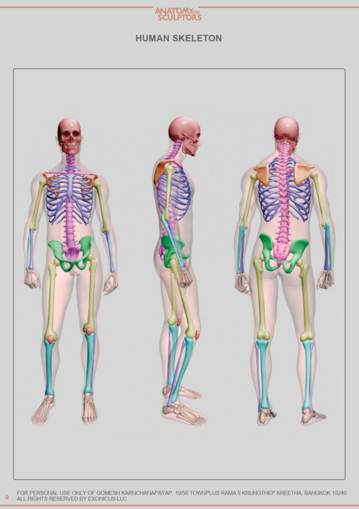 Anatomy for Sculptors